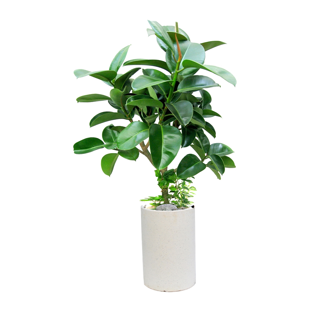 가지고무나무(A)