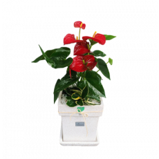 테이블안시리움