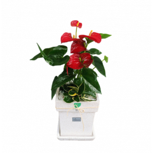 테이블안시리움