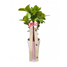 뱅갈고무나무(A)