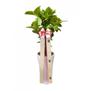 뱅갈고무나무(A)