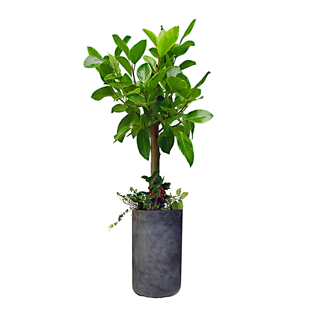 뱅갈고무나무(B)