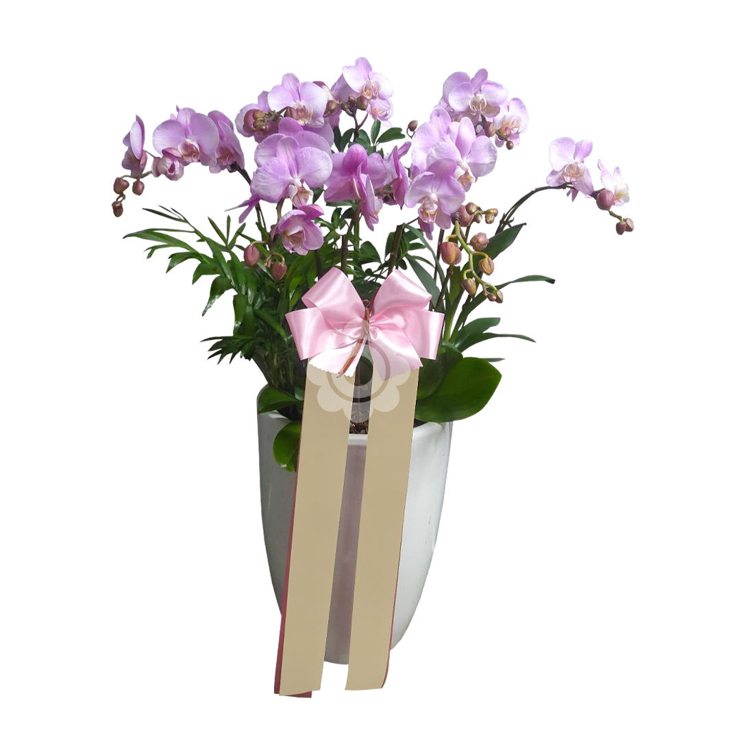 연분홍색 서양란