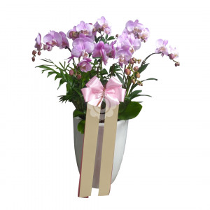 연분홍색 서양란