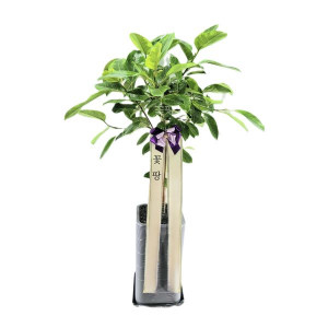 뱅갈고무나무(C)