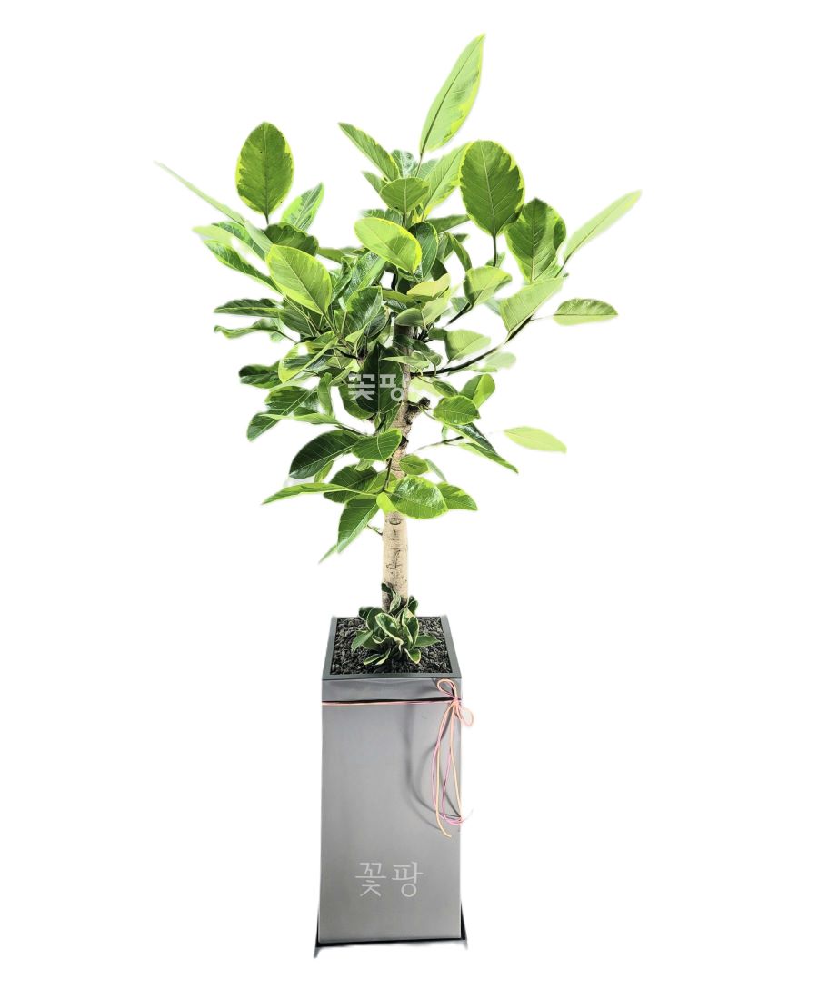 뱅갈고무나무 (회색사각화분)