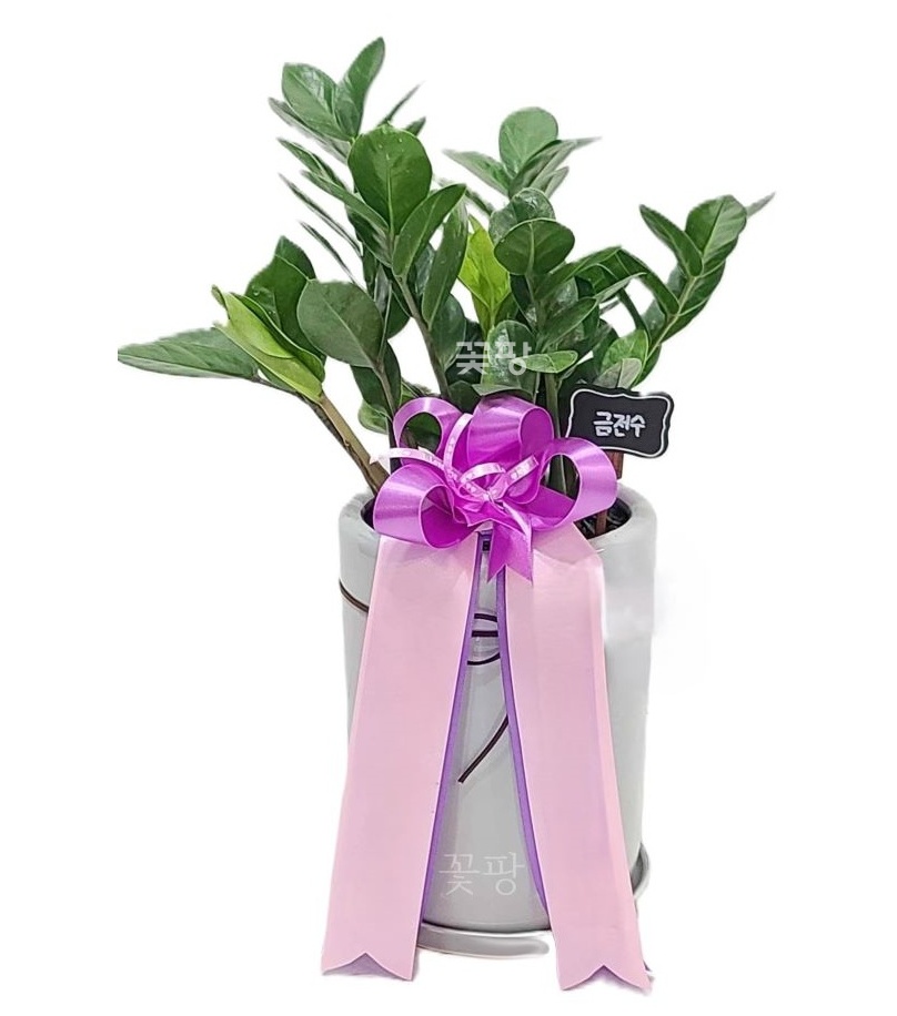 금전수 테이블용