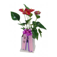 테이블 안시리움(A)