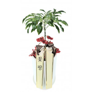 만냥금 흰색원형