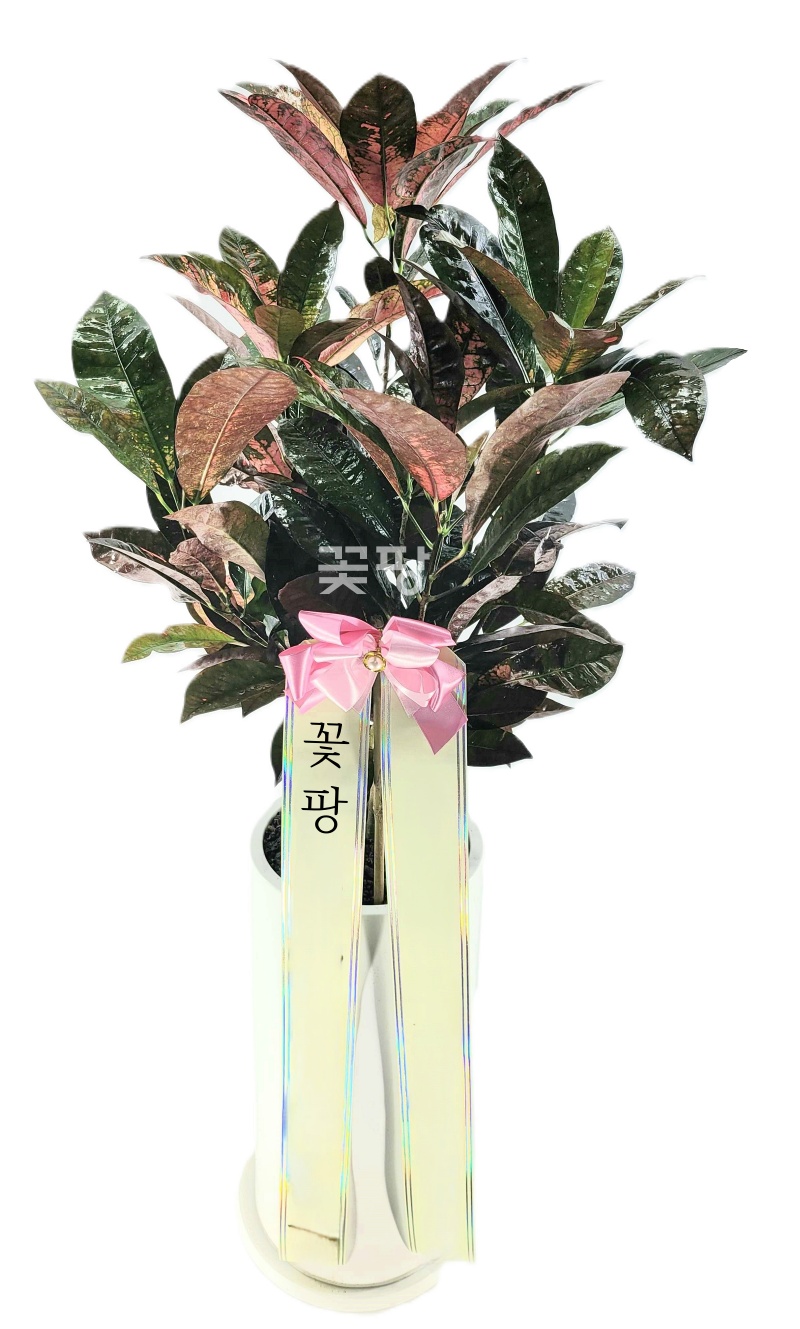 크로톤 흰색원형