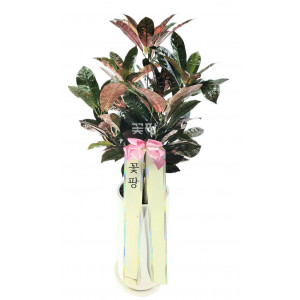 크로톤 흰색원형