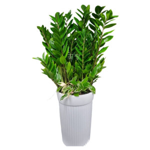 금전수 흰색원형