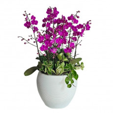 미니만천홍(핑크)