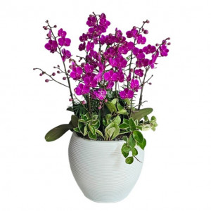 미니만천홍(핑크)