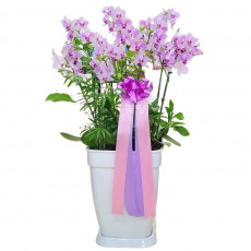 미니호접(핑크)