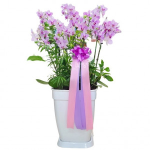 미니호접(핑크)