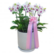 호접(뉴화이트)