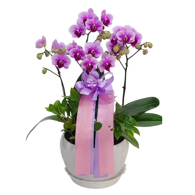 호접(엘레강스)A