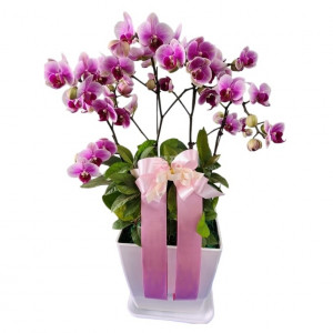 호접(엘레강스)B