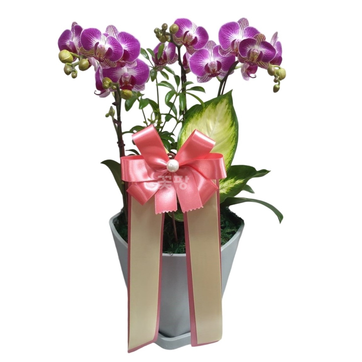 호접(바이올렛)