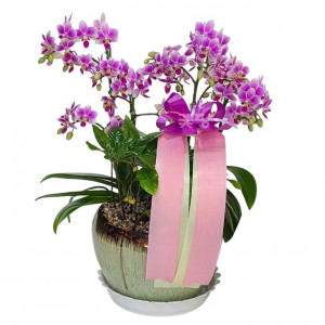 미니호접(핑크)