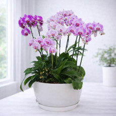 호접(스트로베리)