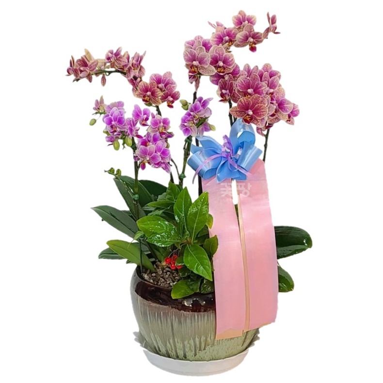 호접(오렌지혼합)