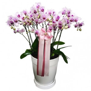 호접(스프링댄스)