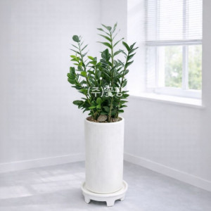 금전수(돈나무)