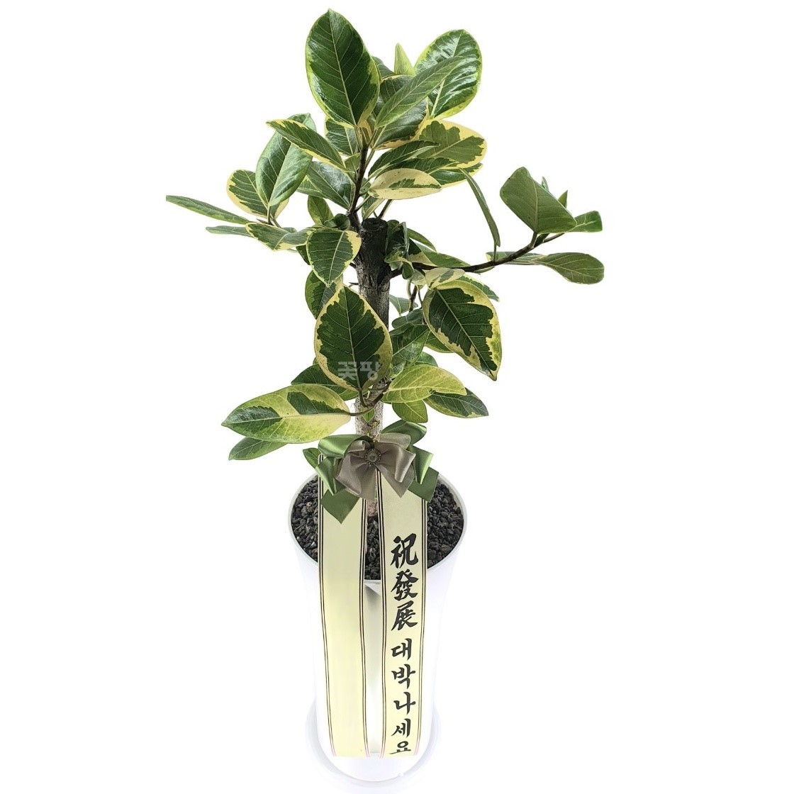 뱅갈고무나무(D)