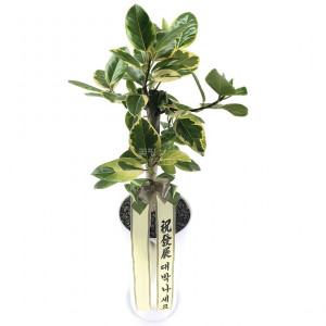 뱅갈고무나무(D)