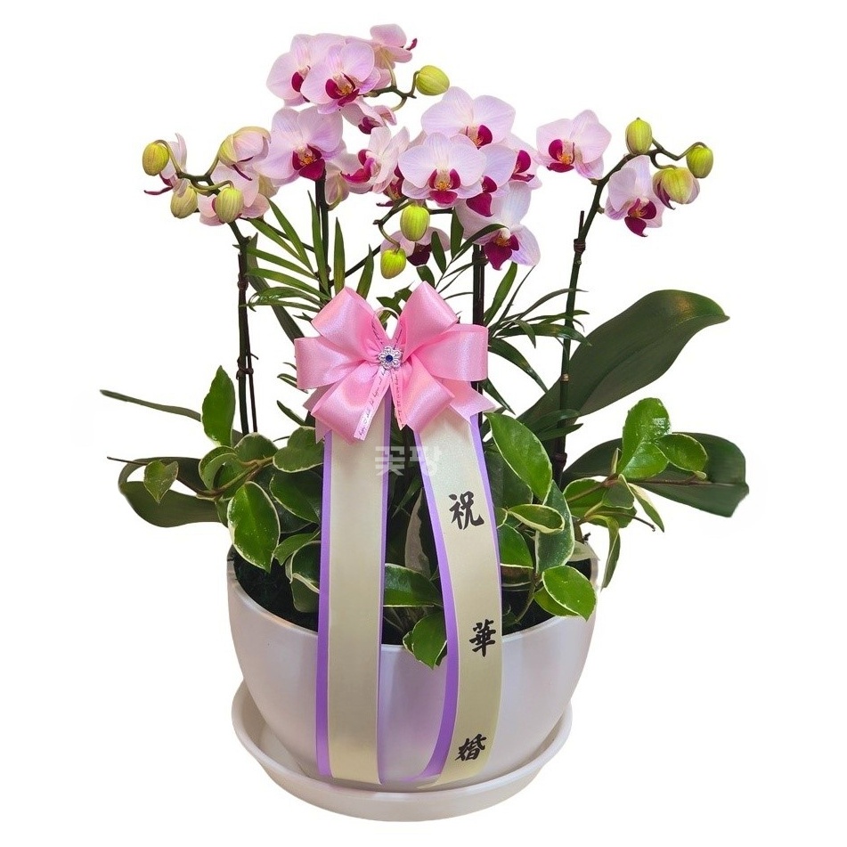 호접(엘레강스)C