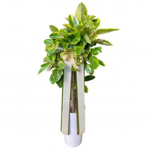 뱅갈고무나무(E)