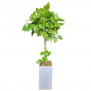 뱅갈고무나무(고급형)