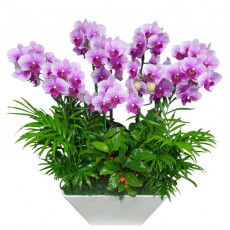 호접(엘레강스)S