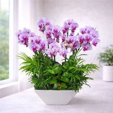 호접(엘레강스)S