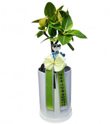 뱅갈고무나무(소)